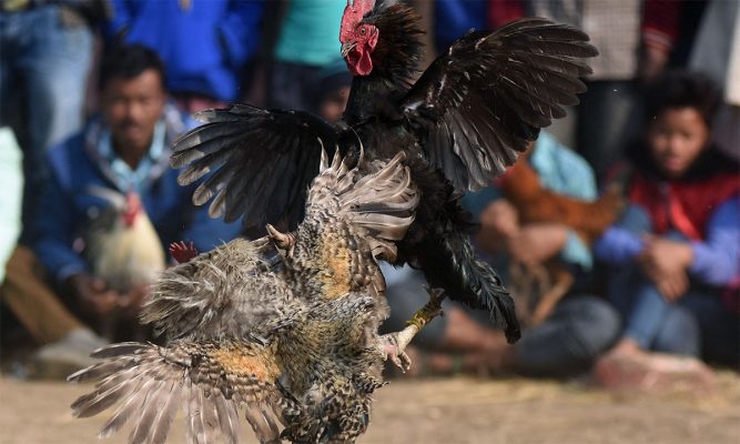 tập lực cho gà đá